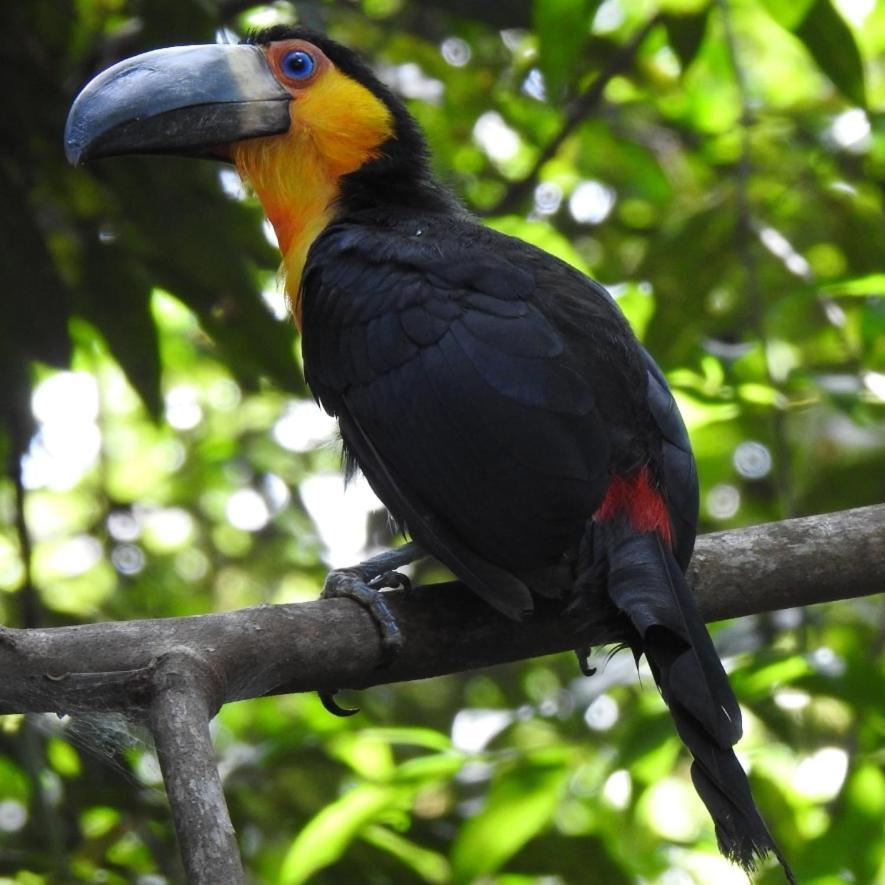 Aruá Observação de aves e natureza Praia do Forte Exterior foto